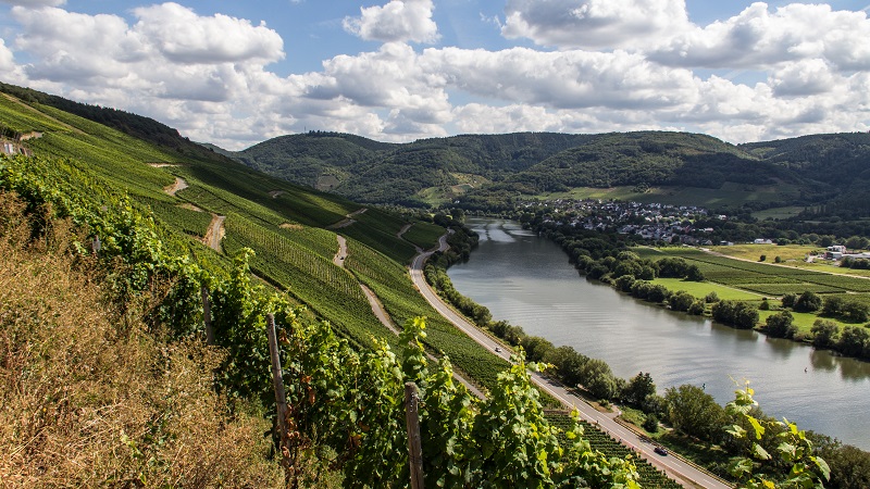 vineyard-mosel-valley