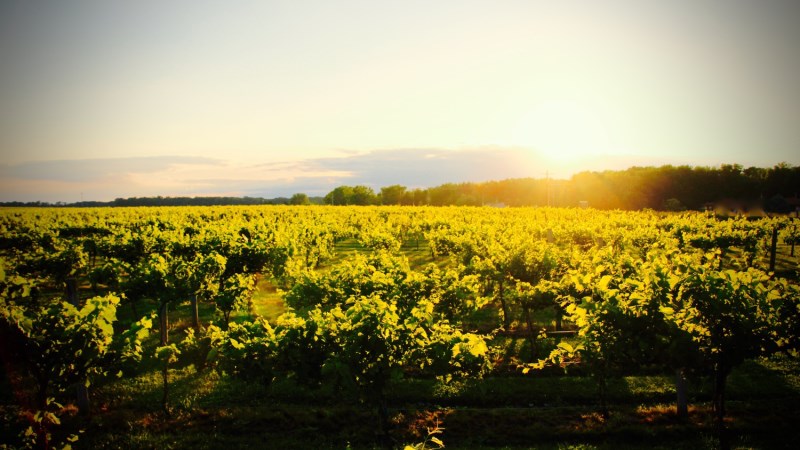vineyard+sunset+2