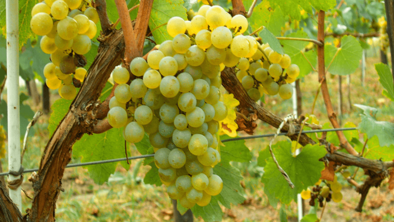 Muscat-Ottonel-Grape-Type