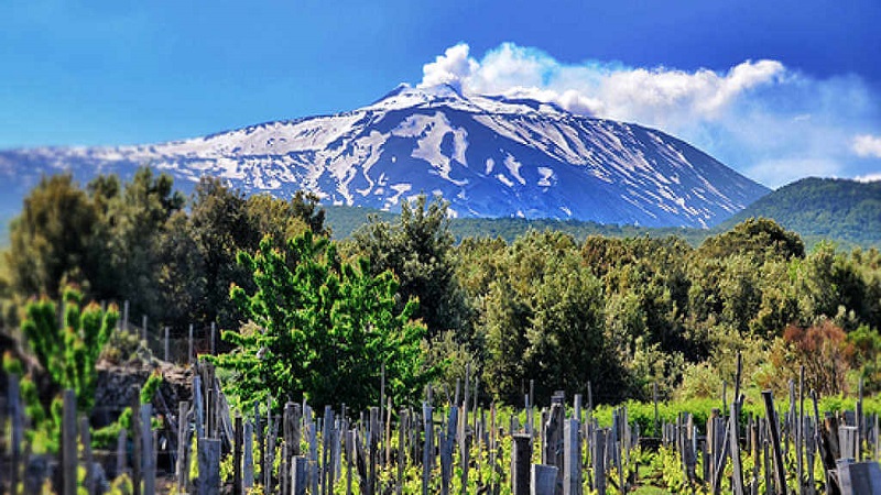 etna-vigne_550_275